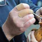 Health experts warn of next pandemic, say leaders must prepare for H5N1