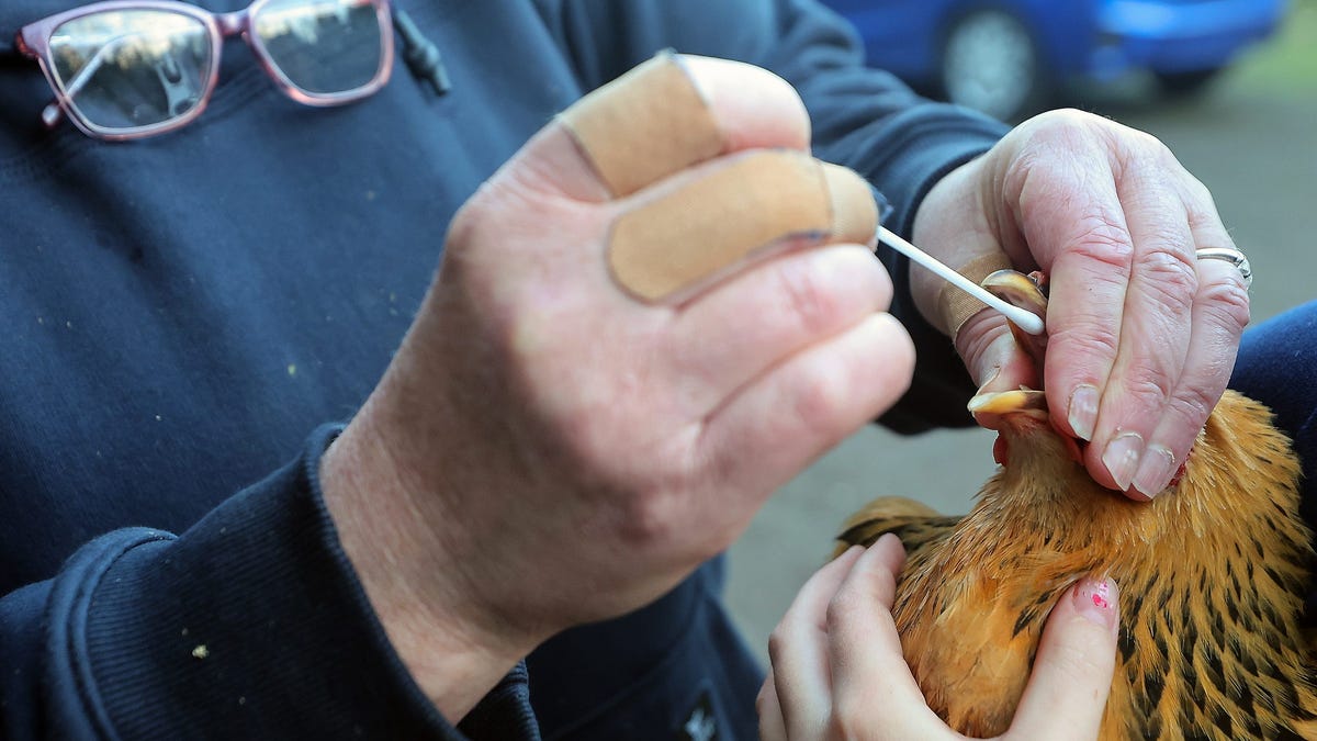 Health experts warn of next pandemic, say leaders must prepare for H5N1