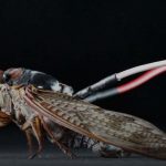 Hijacked cicadas play music like a cyborg loudspeaker