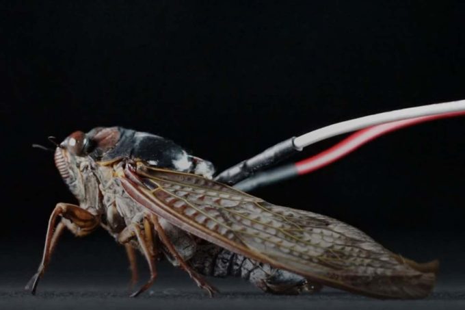 Hijacked cicadas play music like a cyborg loudspeaker