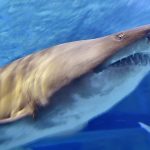 Schedule, Where to Stream, Who’s Hosting & More – Hollywood Life