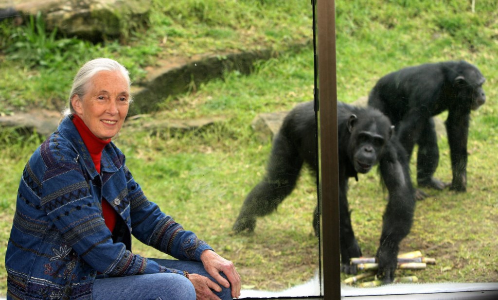 Who Is Jane Goodall? 5 Facts About the Chimpanzee Advocate, Her Movies, Work & More